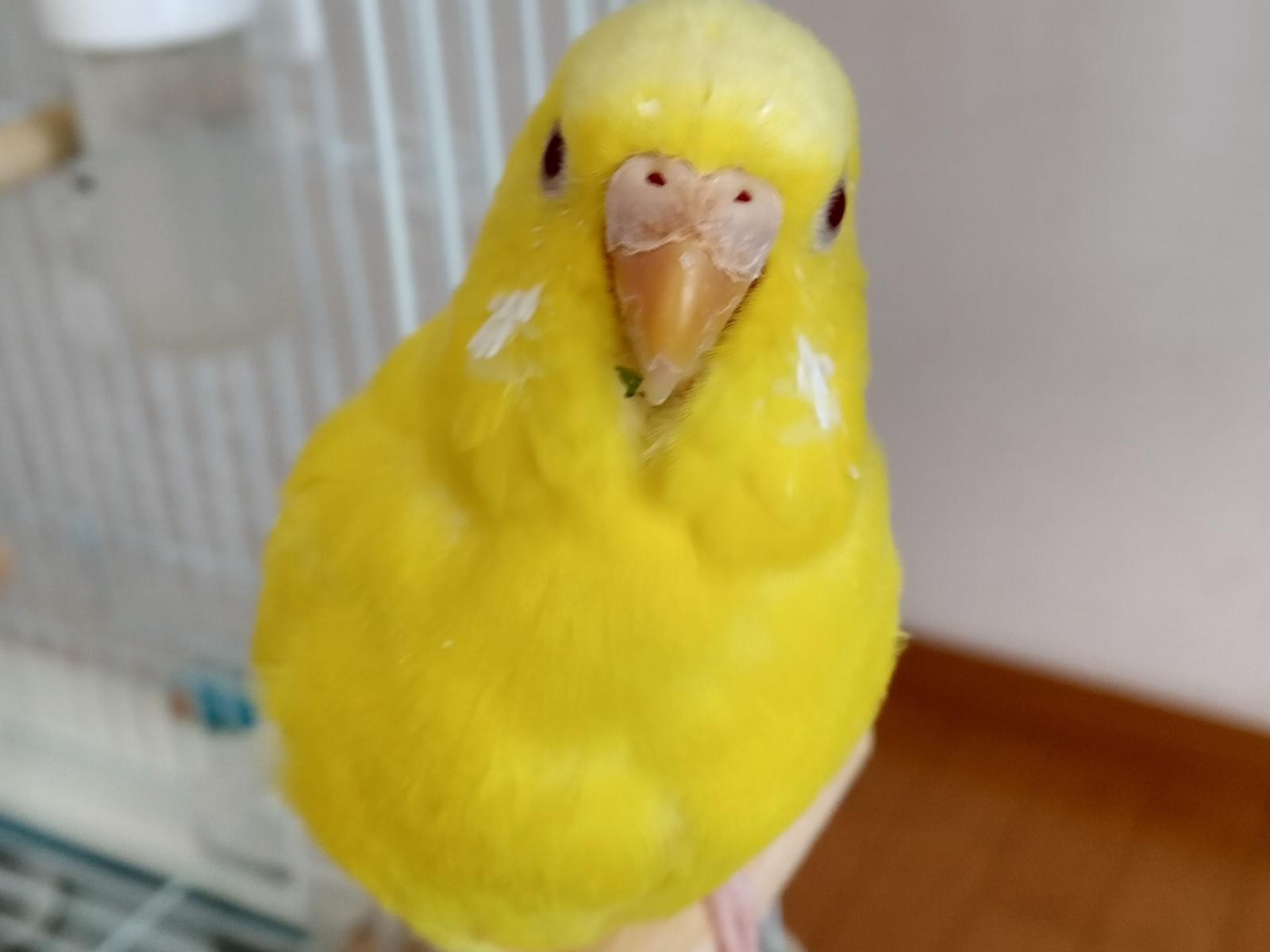 ぴぴちゃん ぴぴちゃん