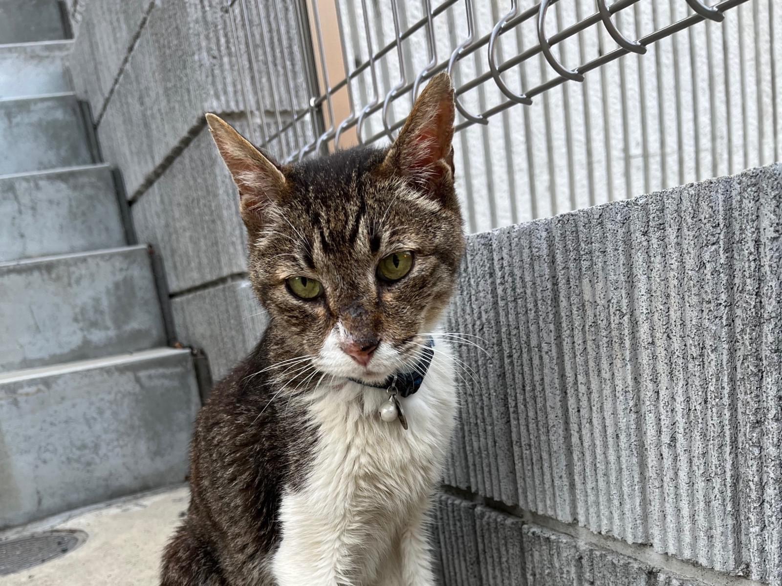目撃された猫 目撃された猫