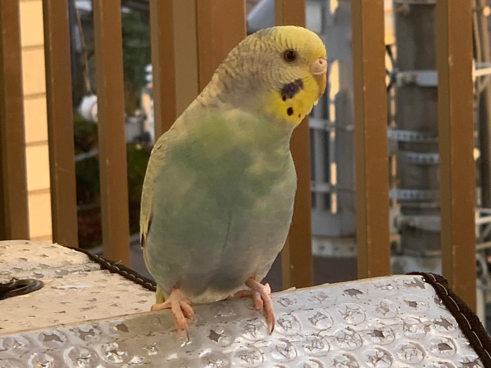 目撃された鳥 目撃された鳥