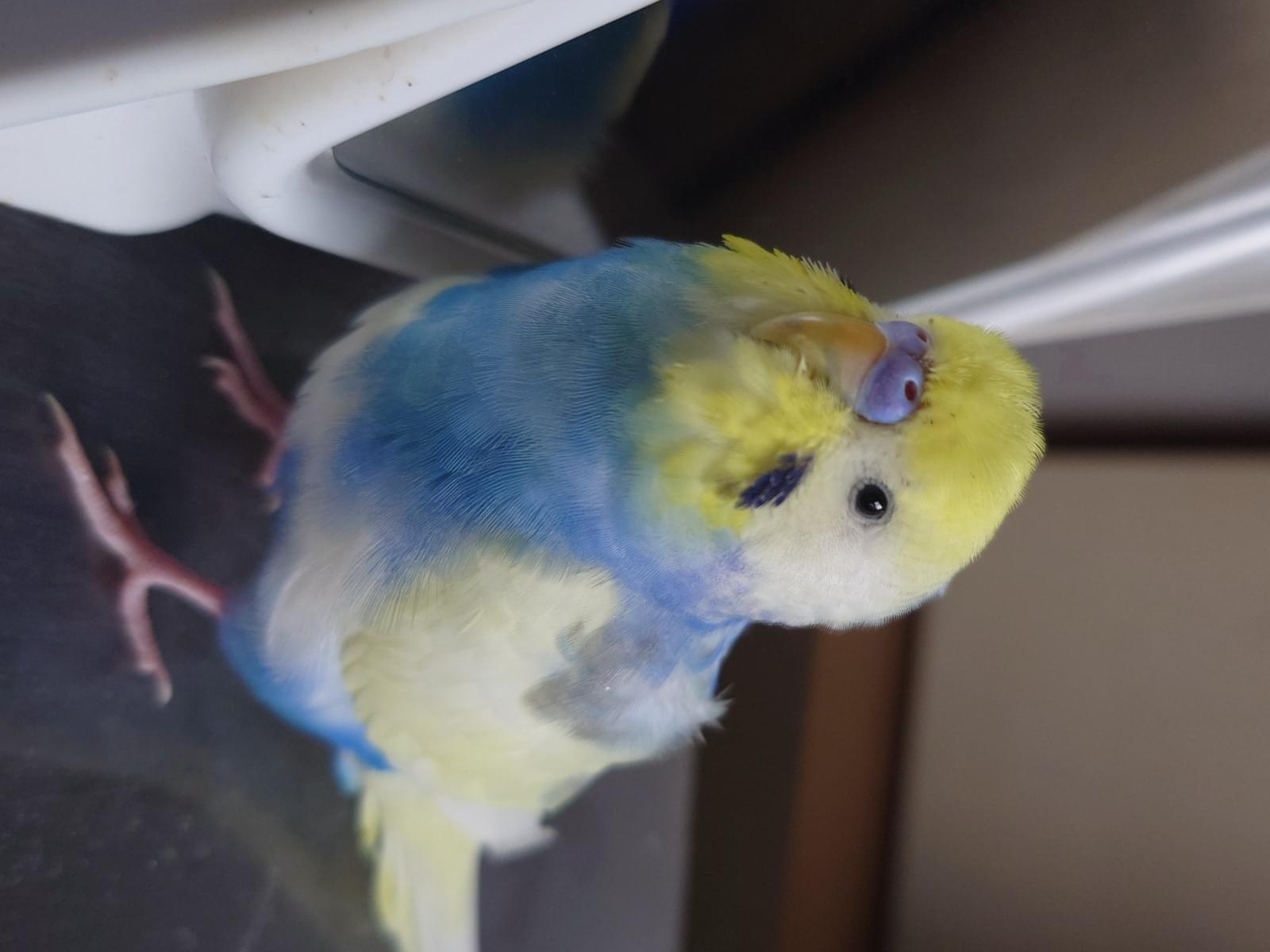 トッピーちゃん トッピーちゃん