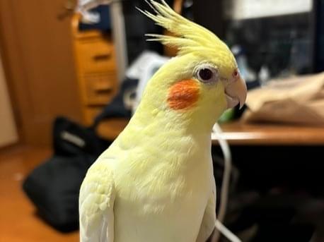 むぎちゃん むぎちゃん