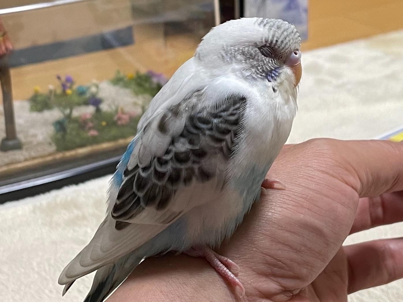 ごまちゃん ごまちゃん