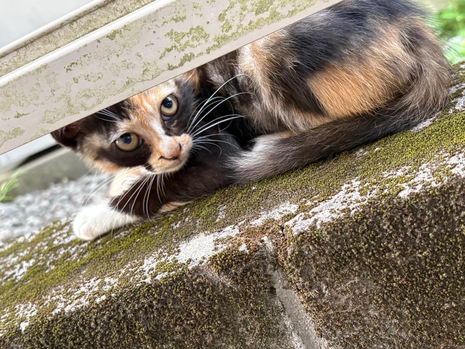 保護された猫 保護された猫