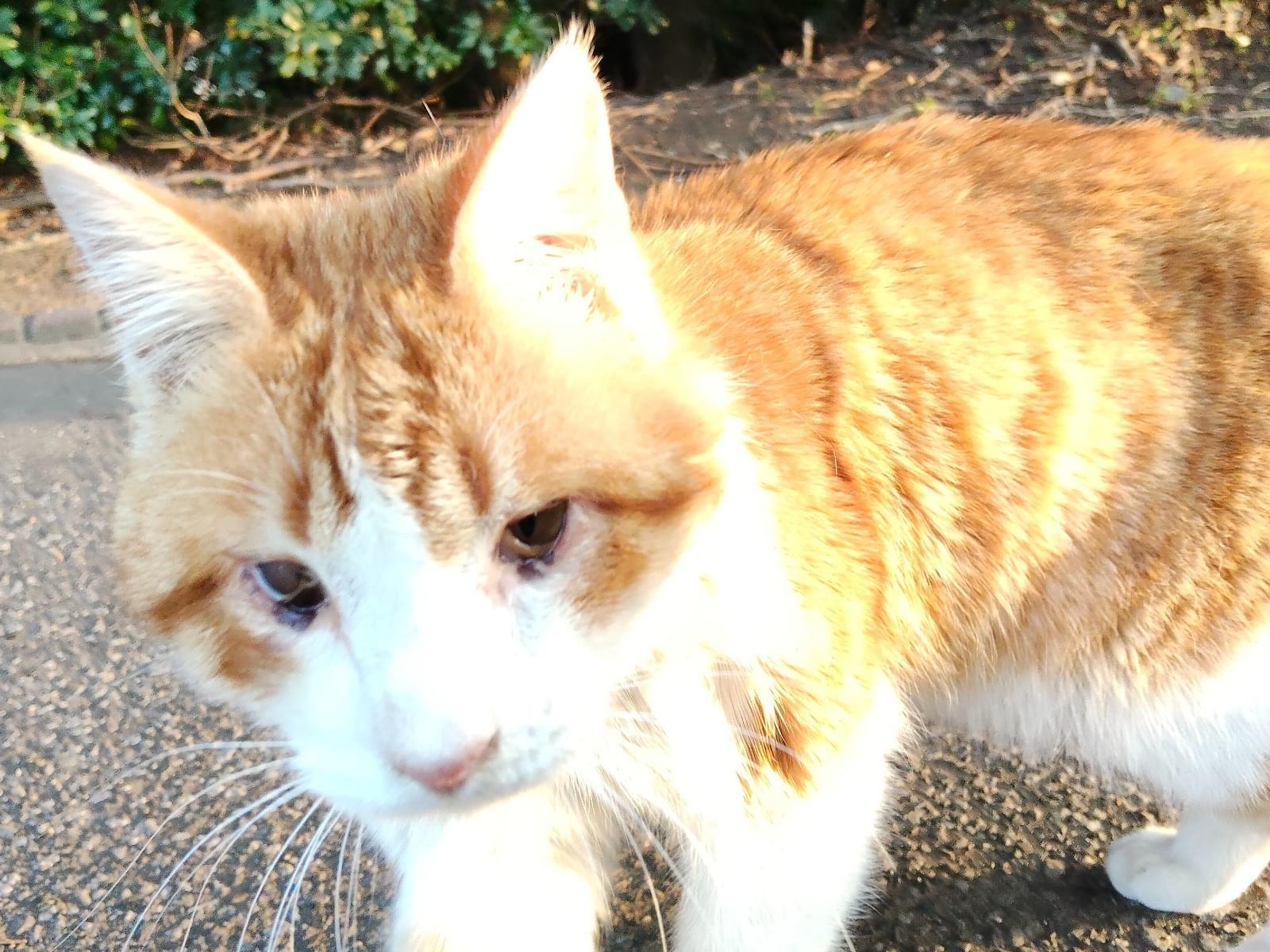 目撃された猫 目撃された猫