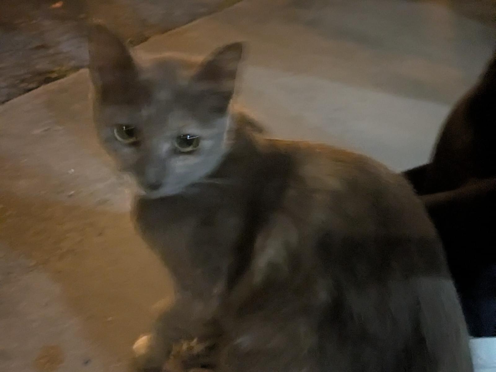 目撃された猫