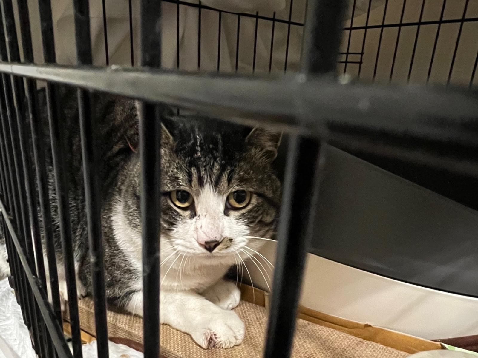 保護された猫 保護された猫