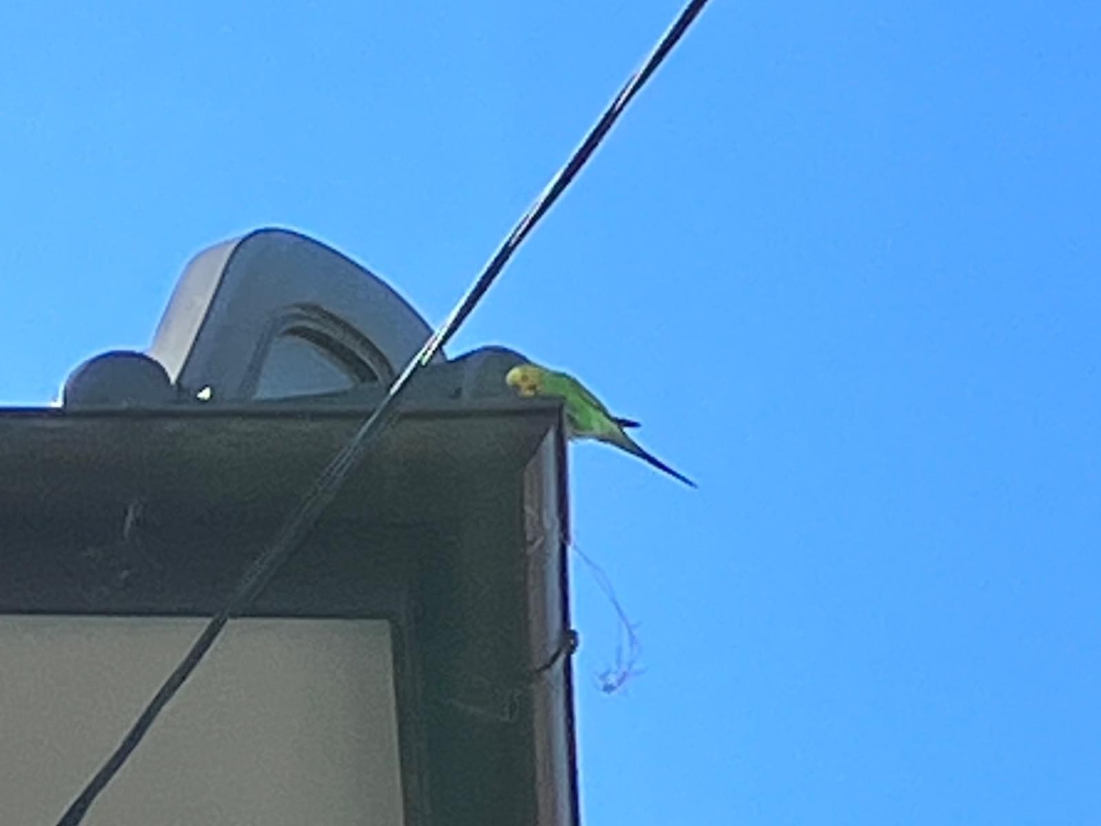 目撃された鳥 目撃された鳥