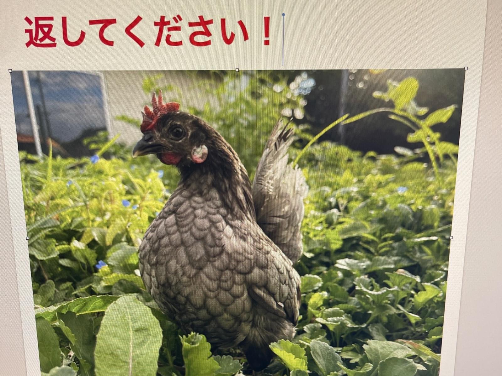 マーシャちゃん マーシャちゃん