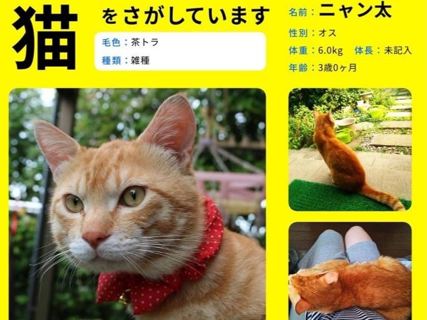 ニャン太ちゃん ニャン太ちゃん