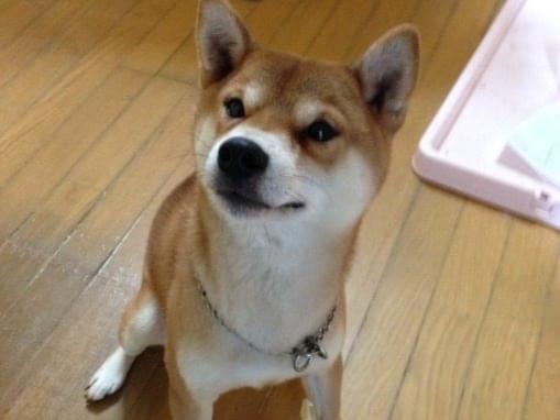 らんまるちゃん らんまるちゃん