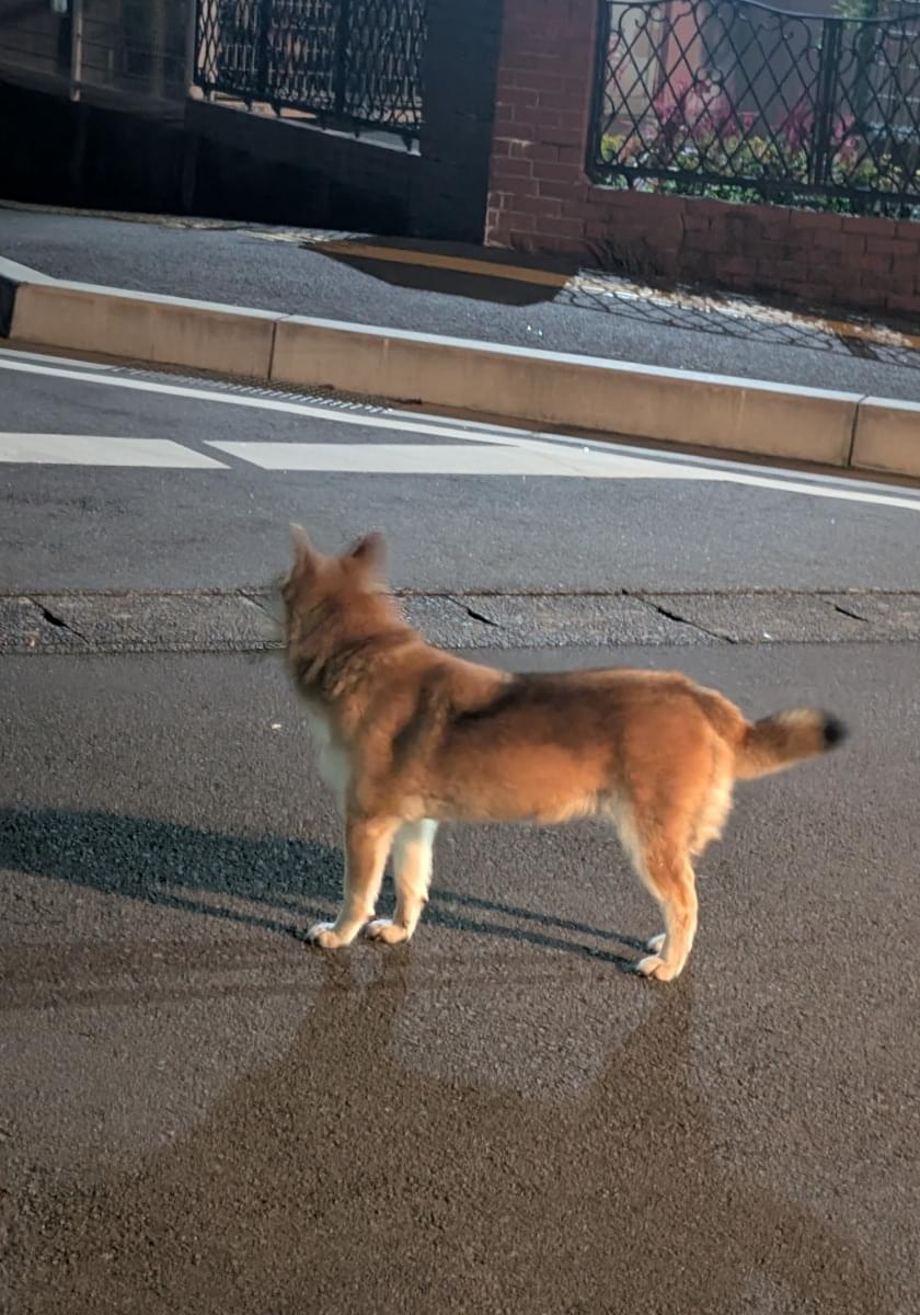 柴犬のような雑種犬を発見しました