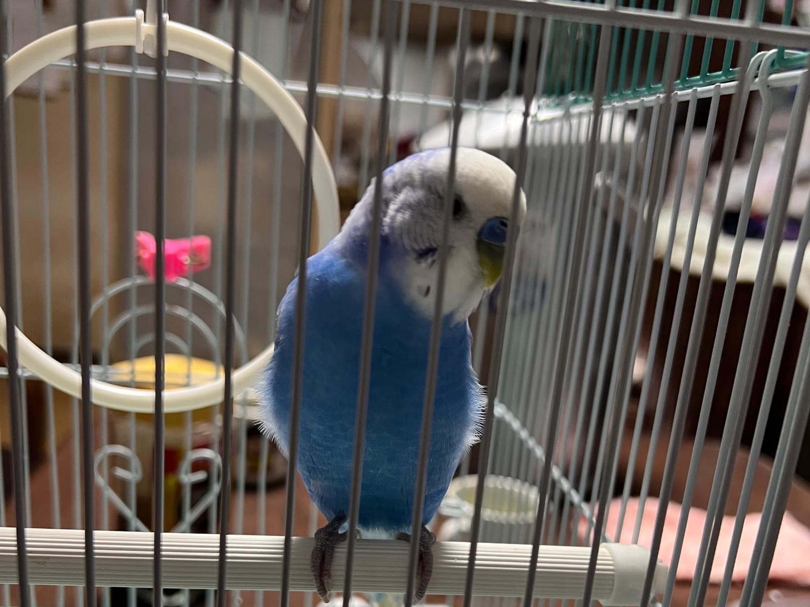 保護された鳥 保護された鳥