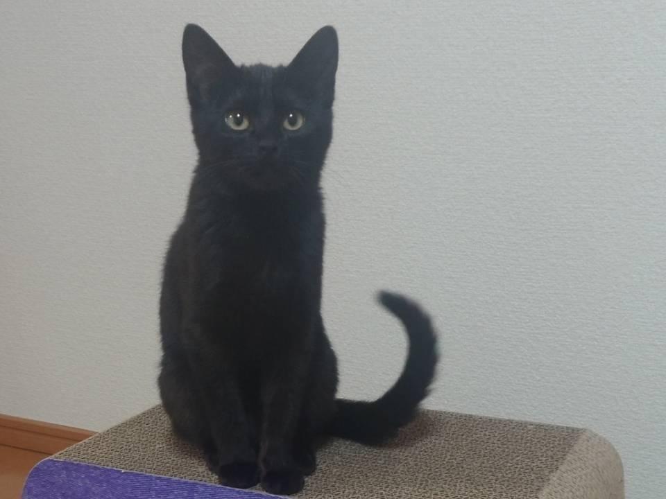 まるまるちゃん まるまるちゃん