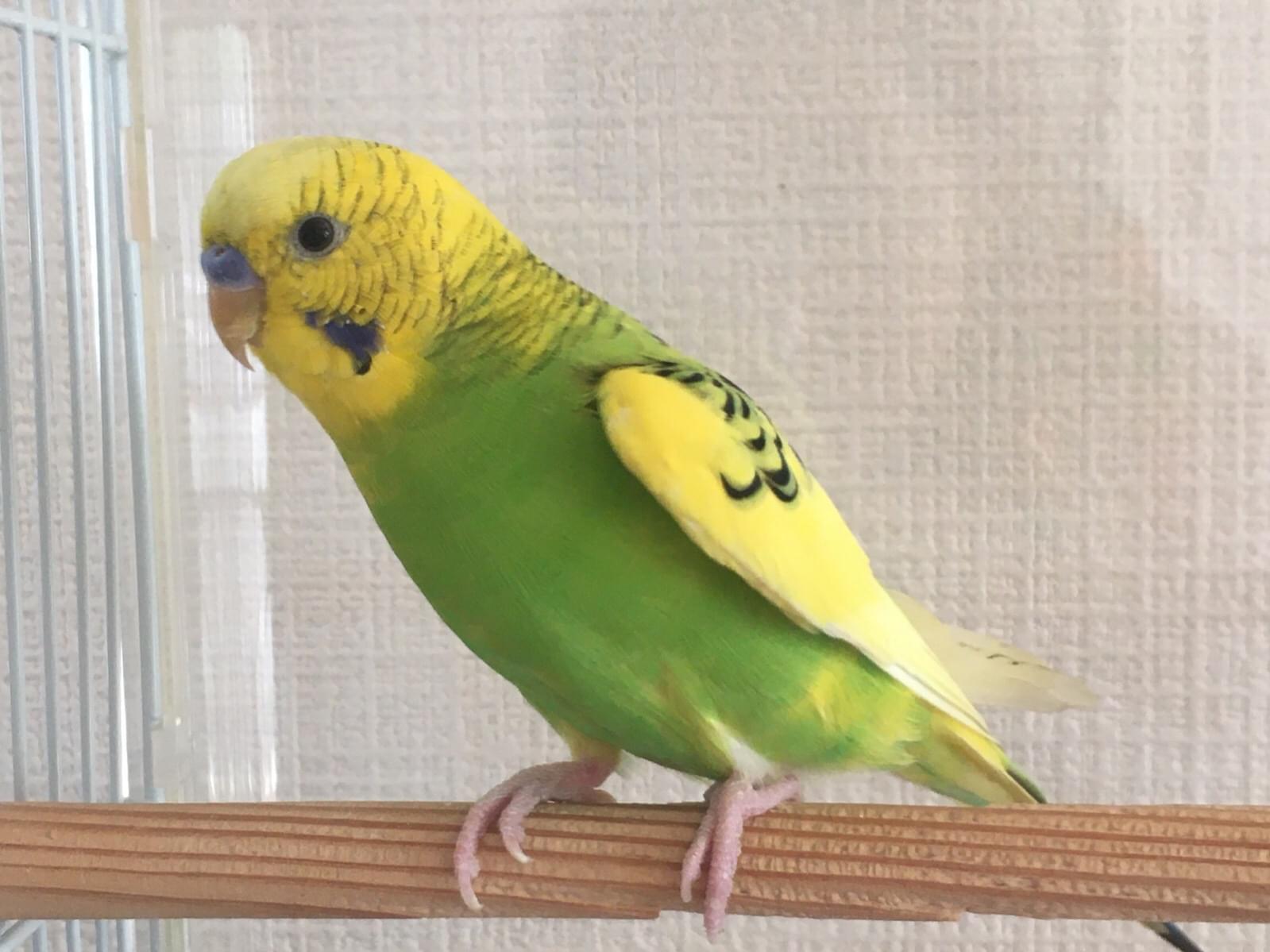 保護された鳥 保護された鳥
