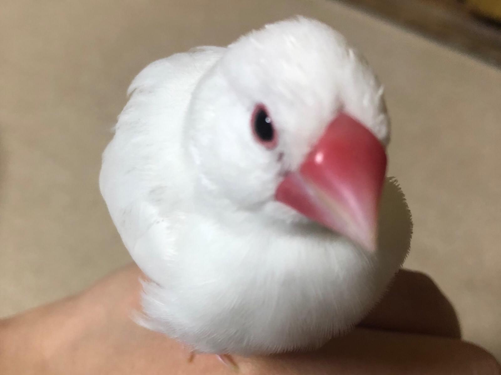こうめちゃん こうめちゃん