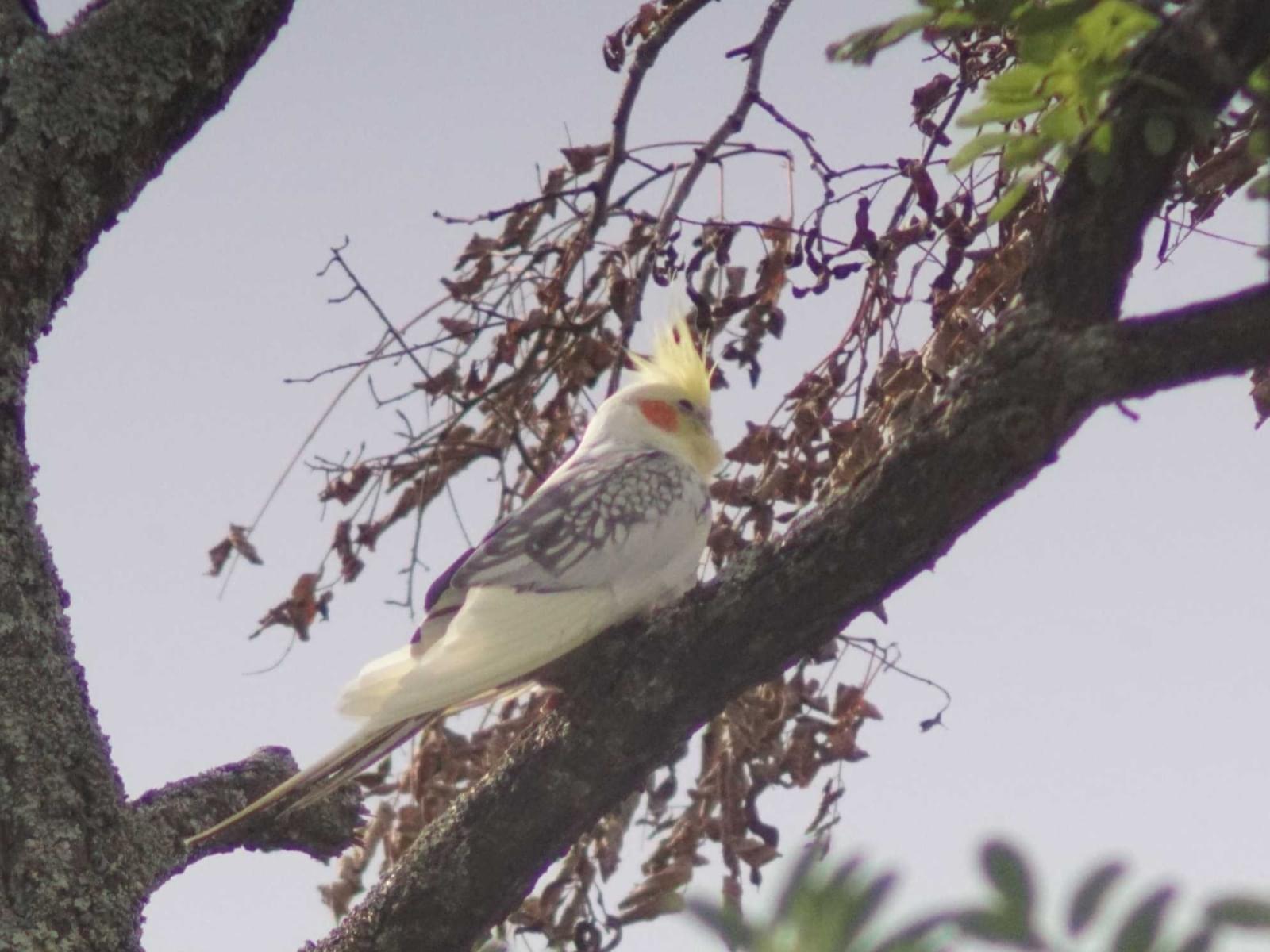目撃された鳥 目撃された鳥