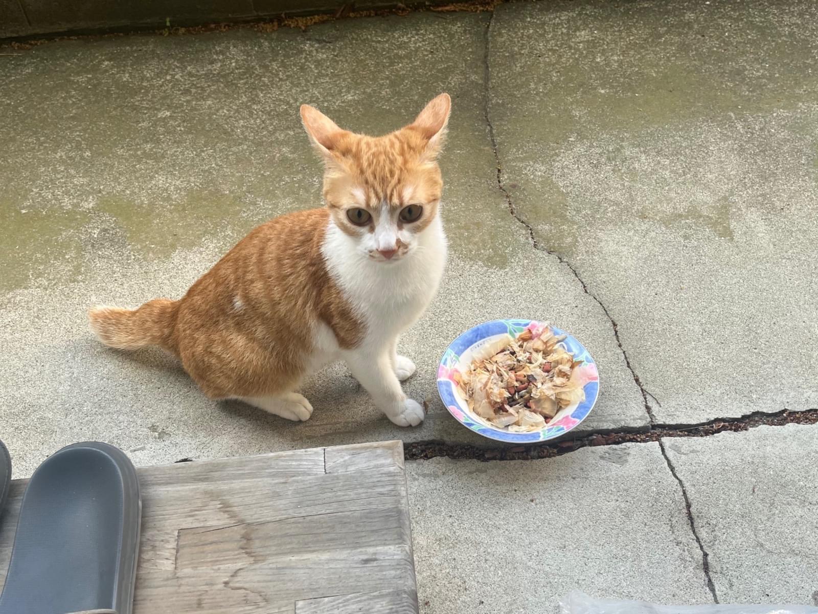 保護された猫 保護された猫