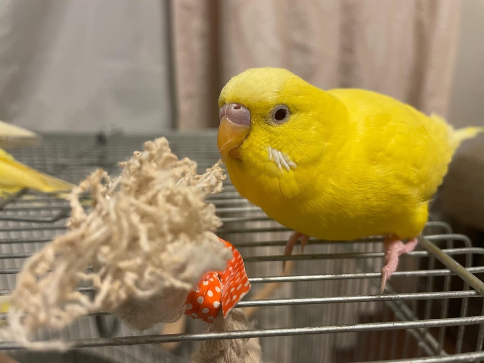 いっちゃん いっちゃん
