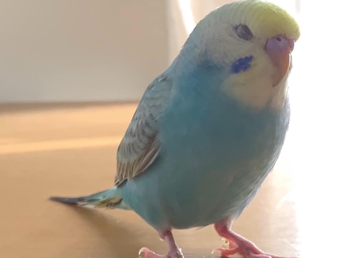 レモンちゃん レモンちゃん