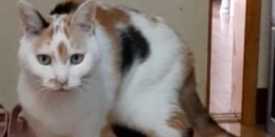 三毛猫 桜  7/1まで取置 三毛猫を探してします
