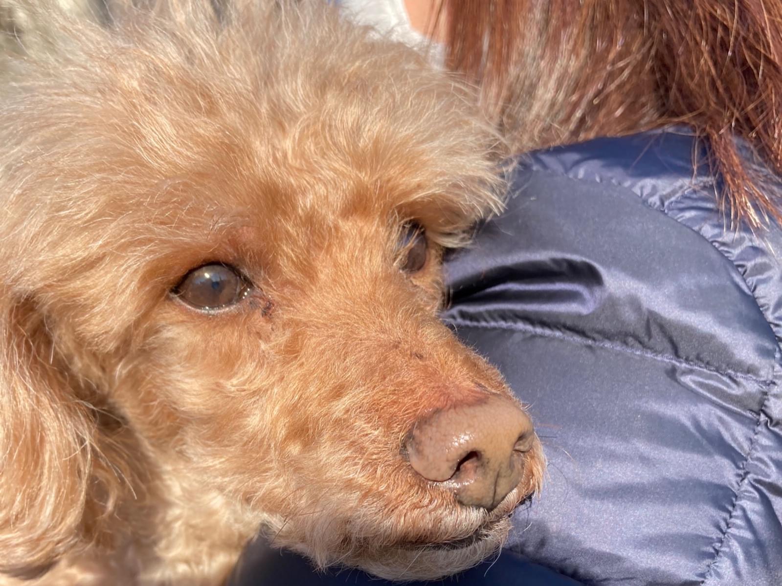 保護された犬 保護された犬