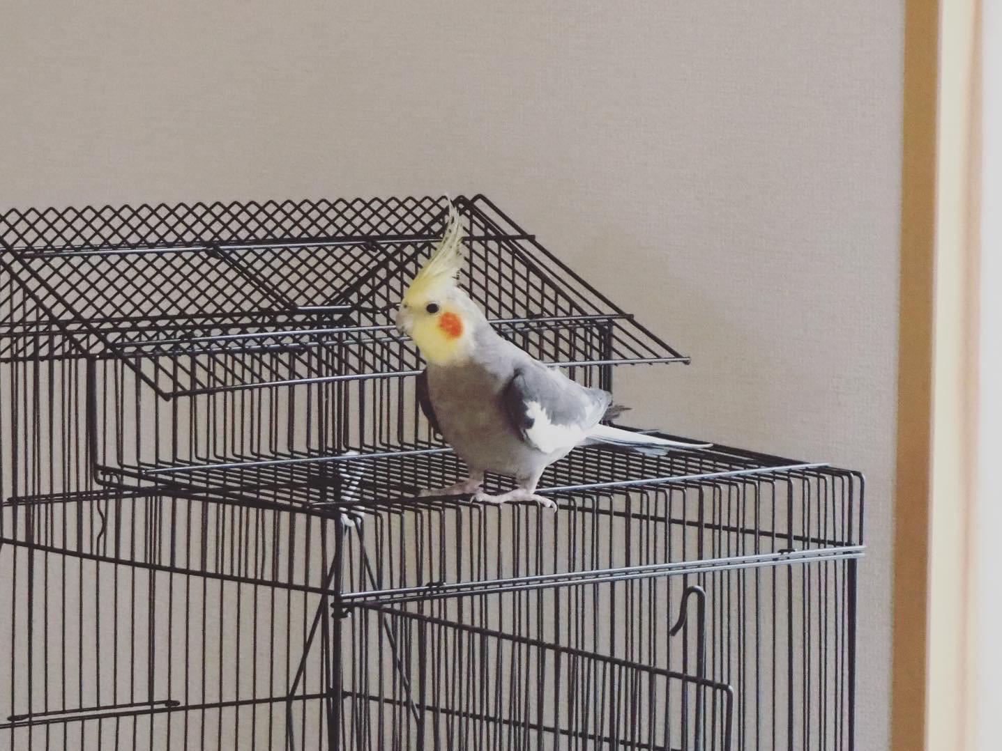 ぽっぽちゃん ぽっぽちゃん
