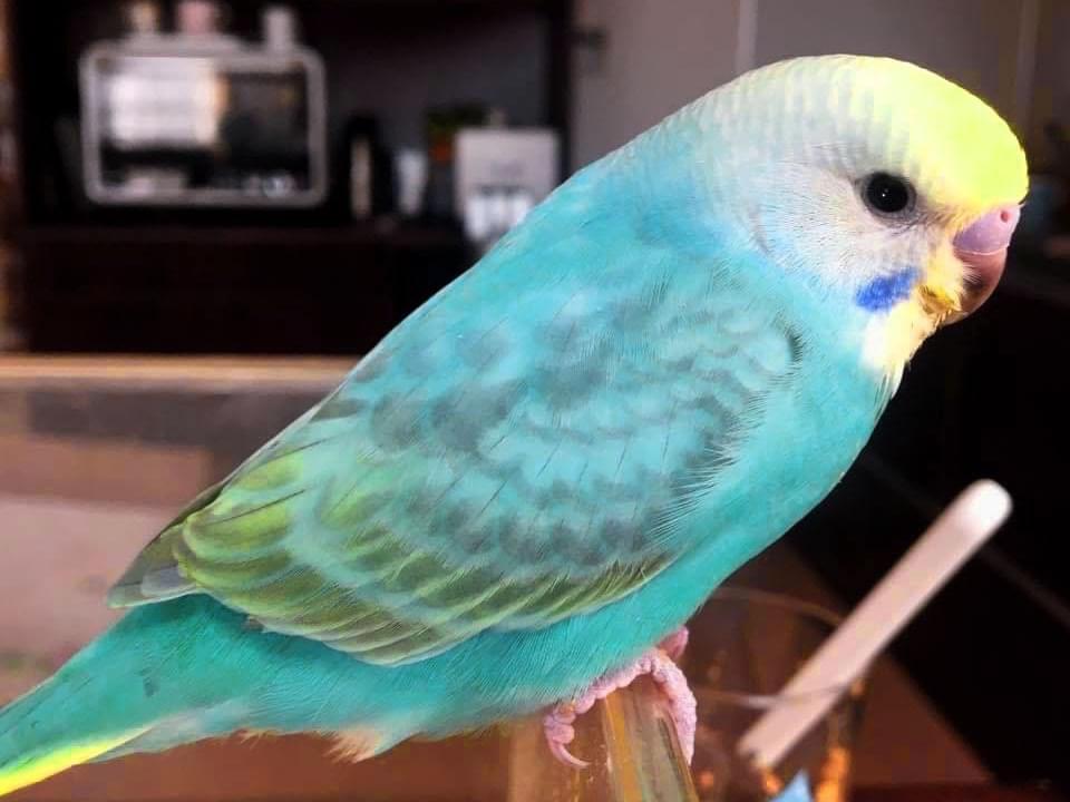 ぴーちゃん ぴーちゃん