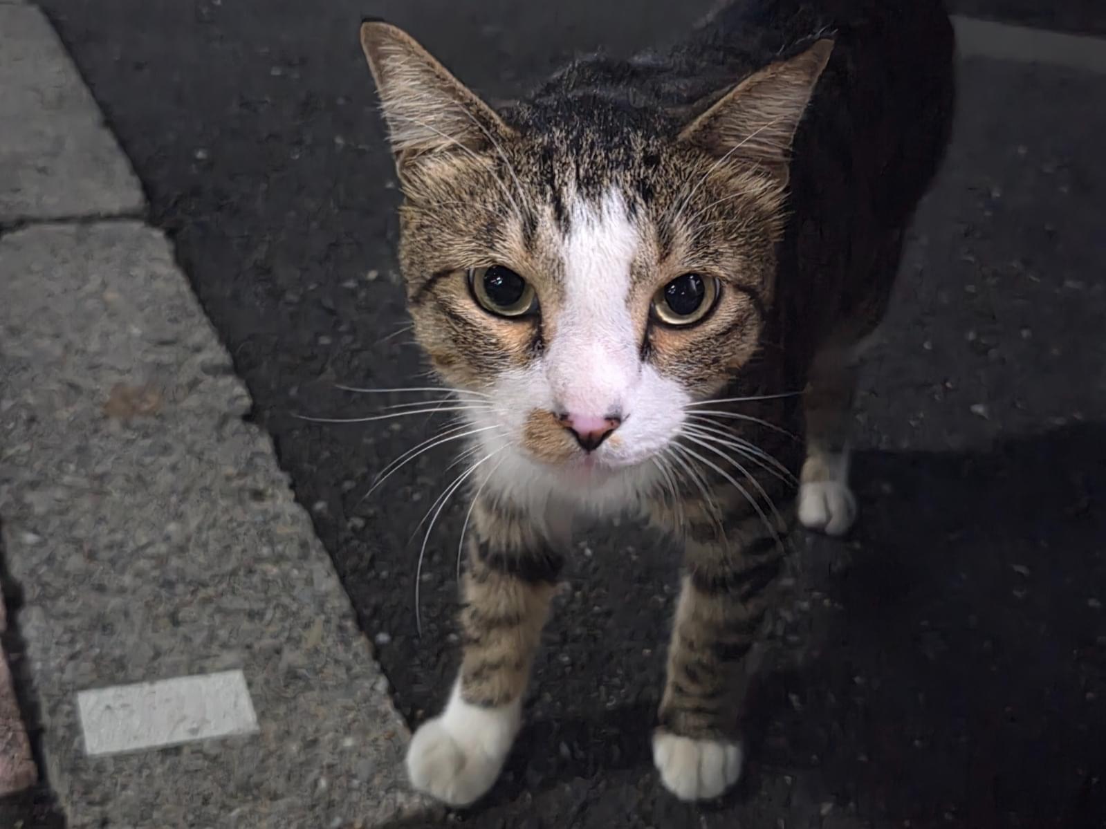 目撃された猫 目撃された猫