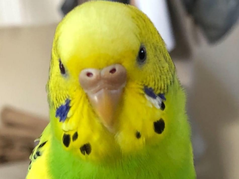 きーちゃん きーちゃん