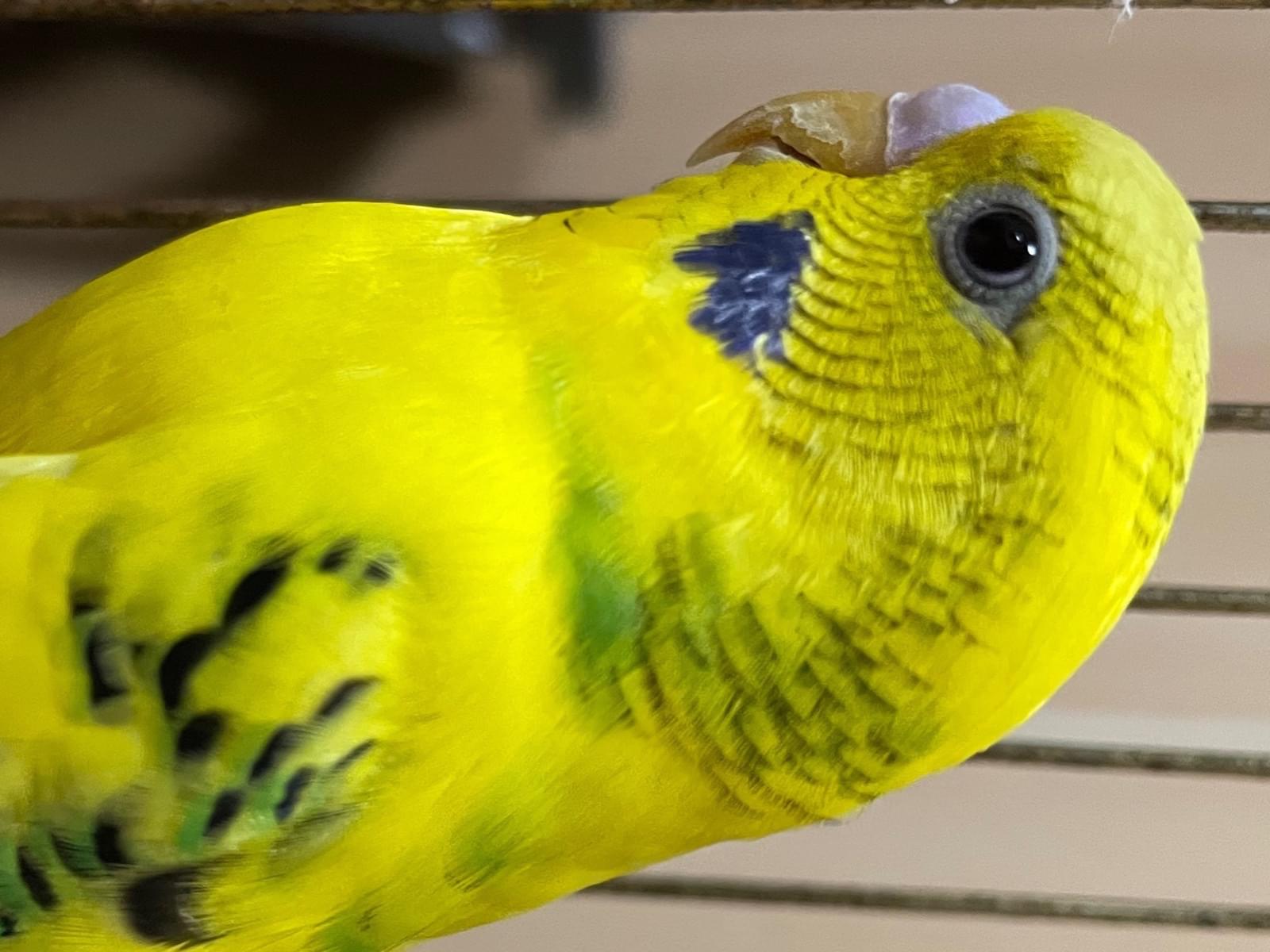 保護された鳥 保護された鳥