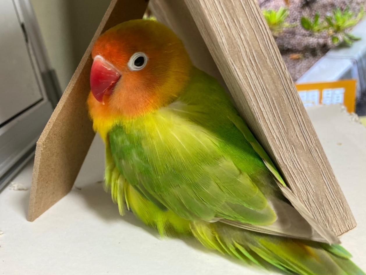 保護された鳥 保護された鳥