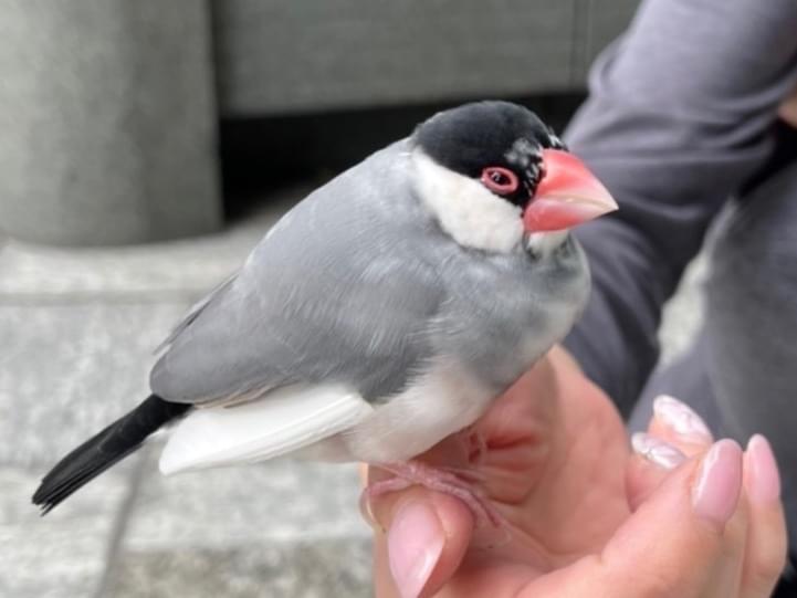 保護された鳥 保護された鳥