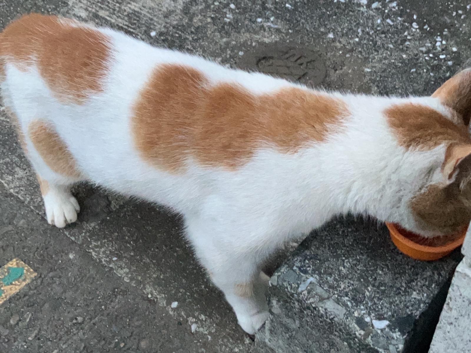 目撃された猫 目撃された猫