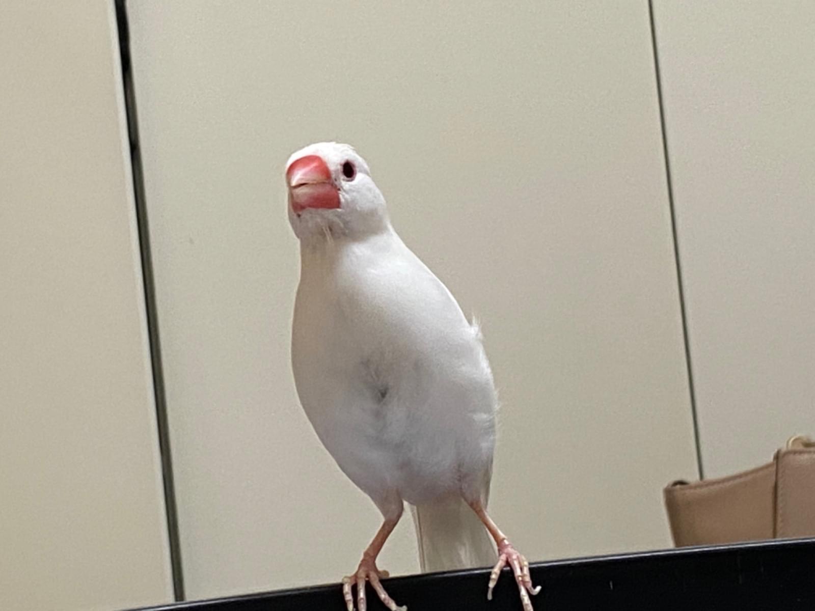 うにちゃん うにちゃん