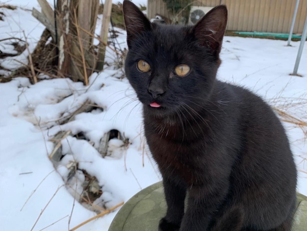 ミミちゃん ミミちゃん