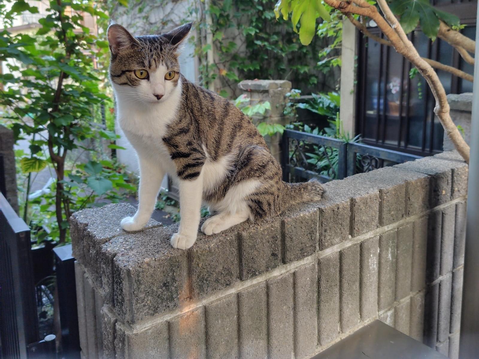 保護された猫 保護された猫