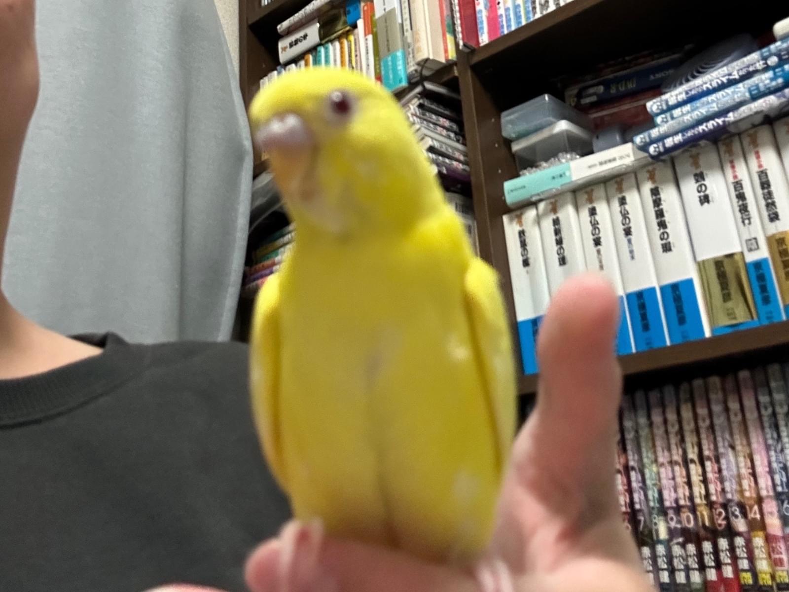 ルビちゃん ルビちゃん