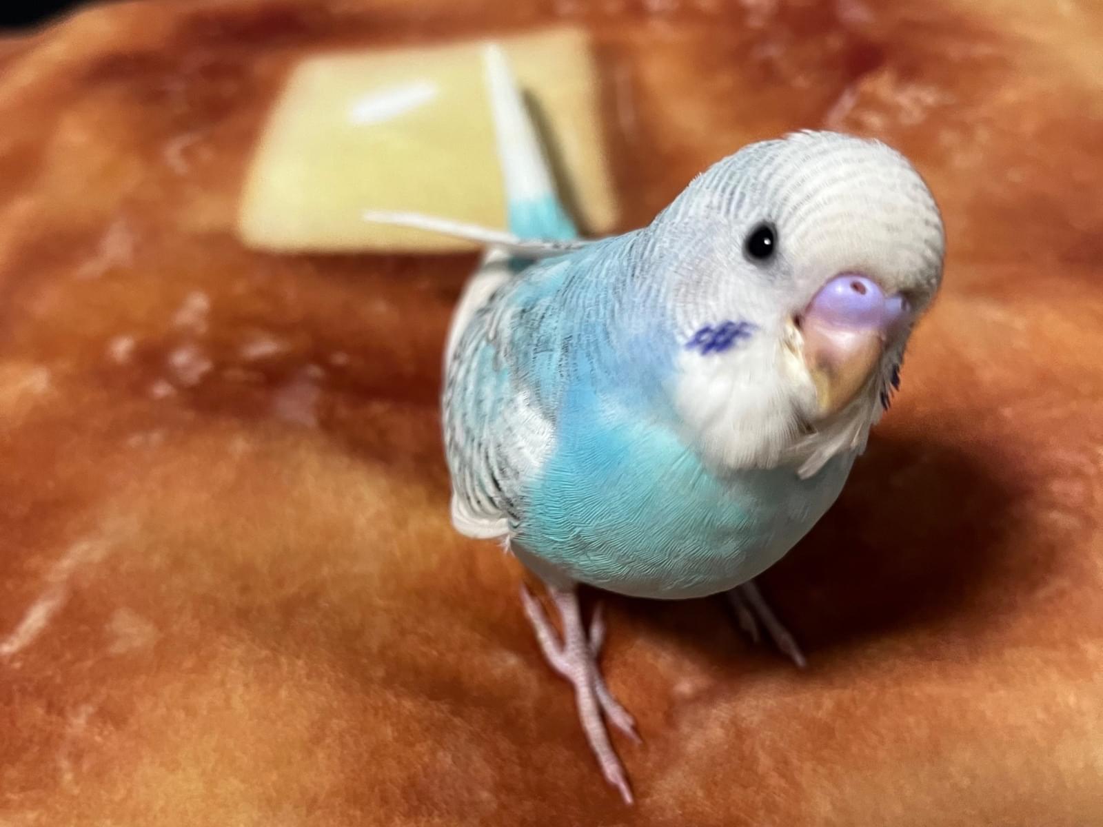 ソーダちゃん ソーダちゃん