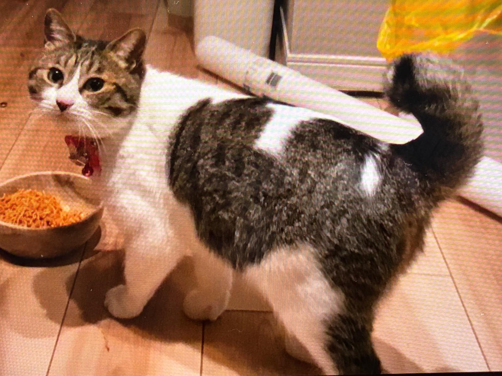 りんちゃん