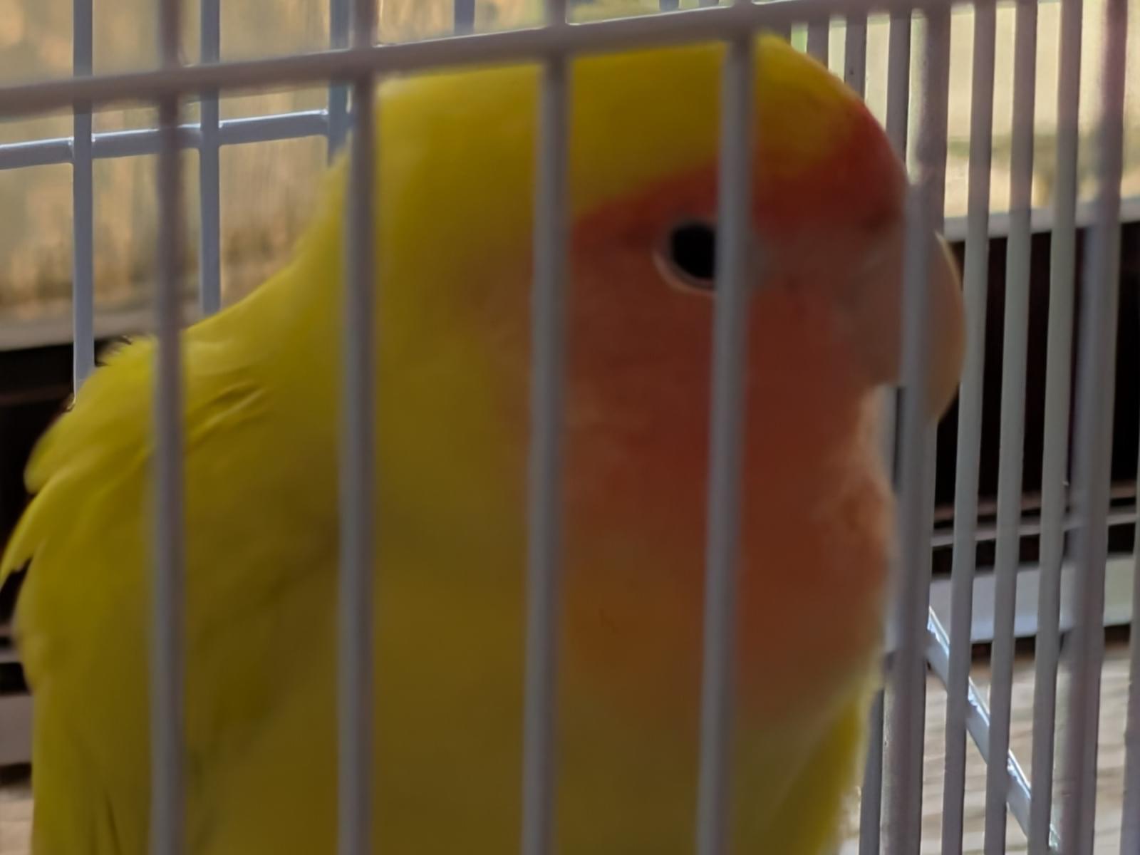 保護された鳥