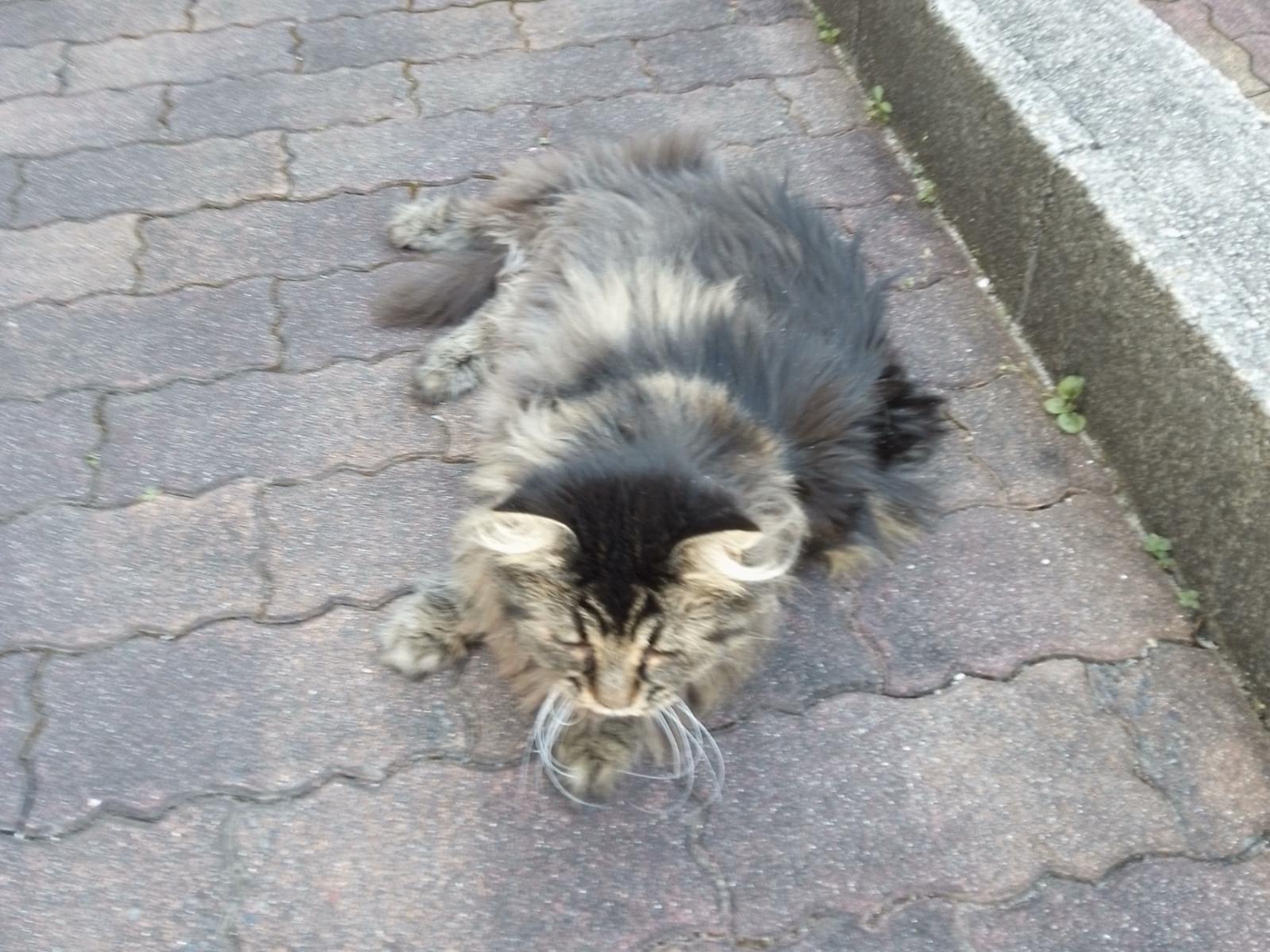 目撃された猫