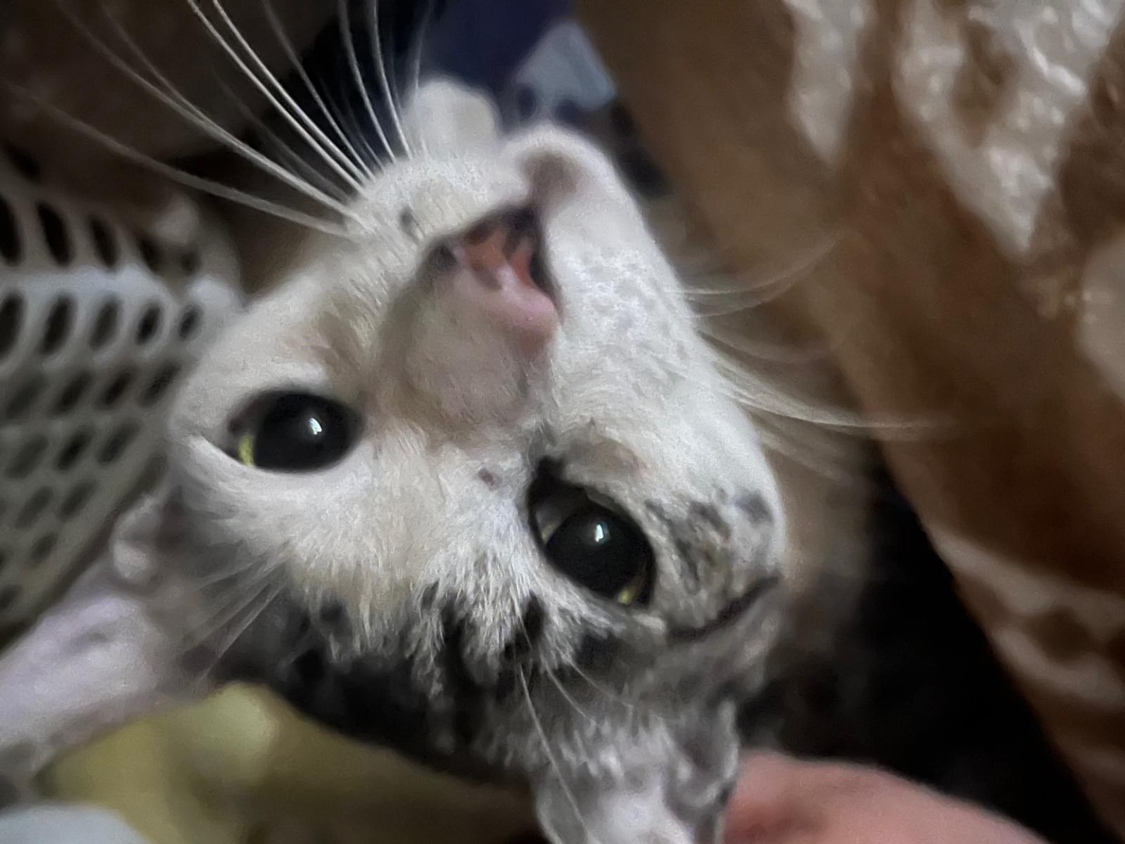 目撃された猫 目撃された猫