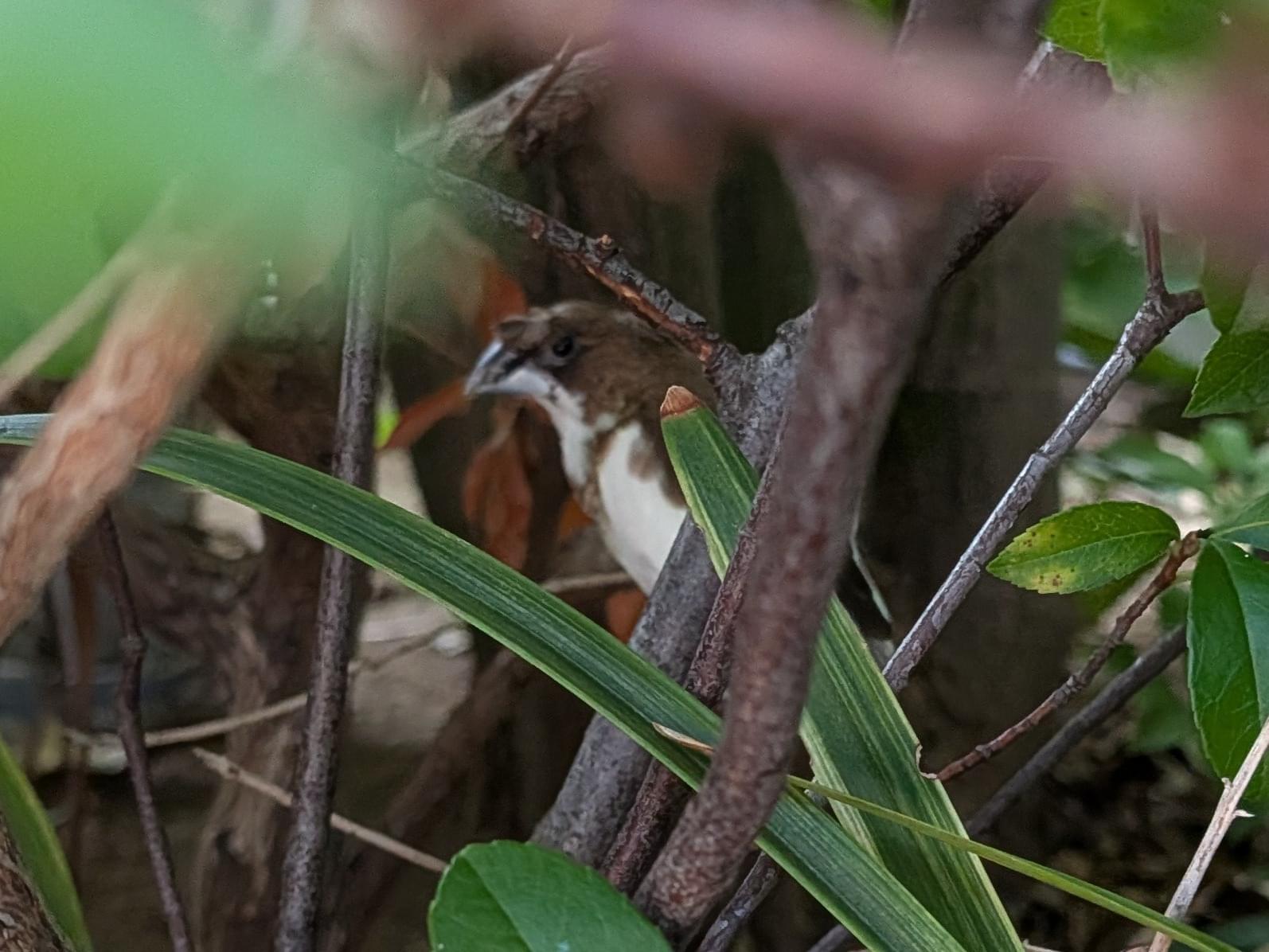 目撃された鳥 目撃された鳥