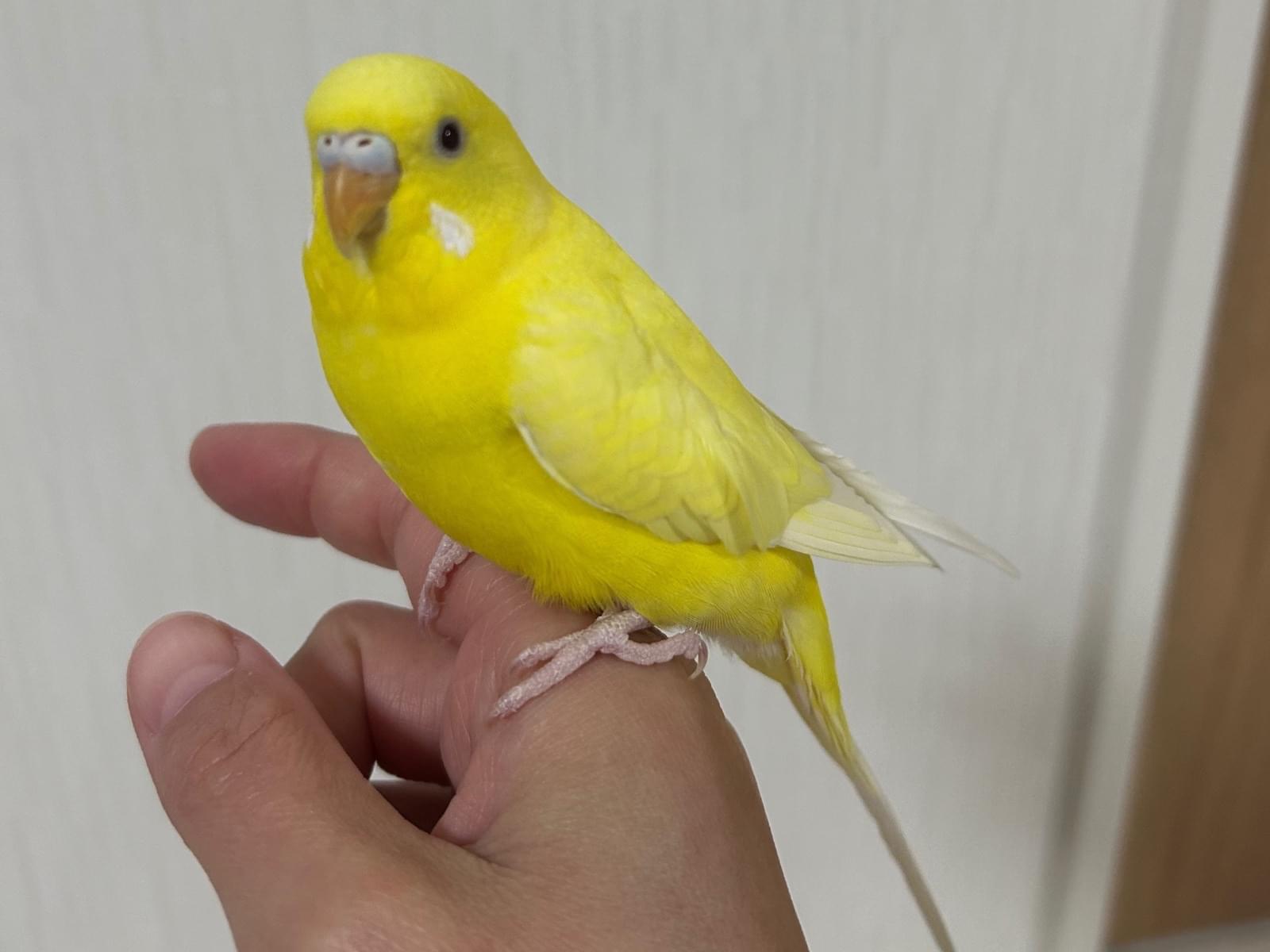 保護された鳥