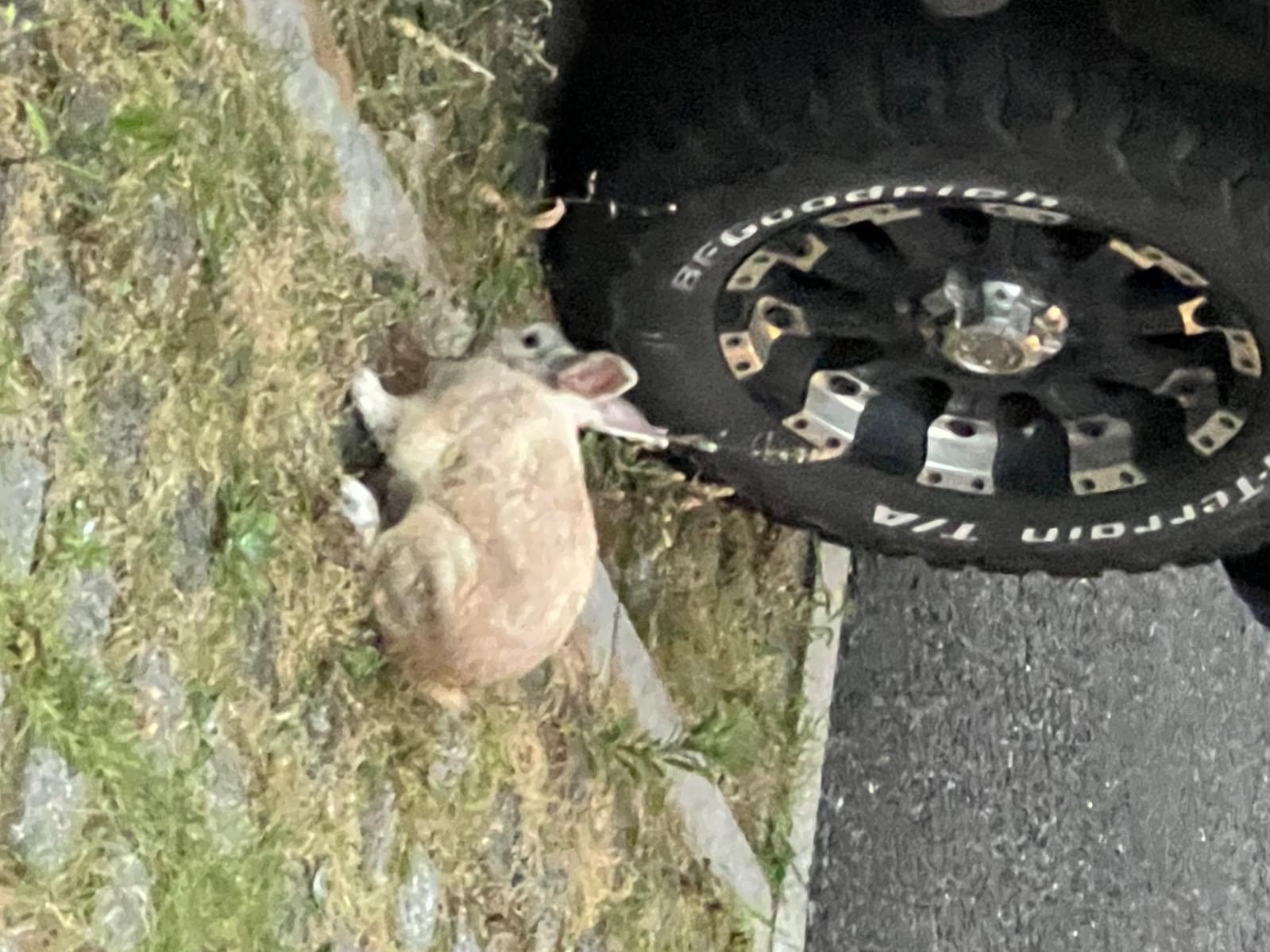保護されたペット 保護されたペット