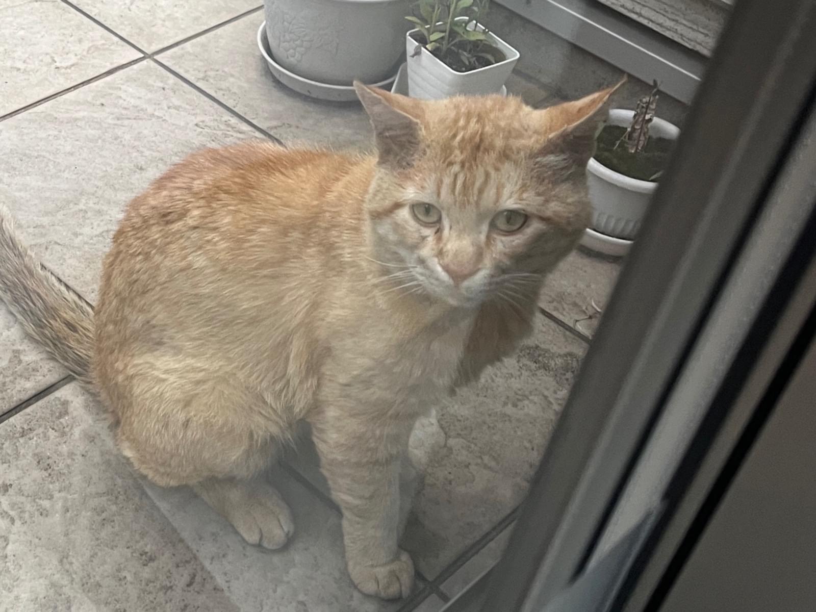目撃された猫 目撃された猫