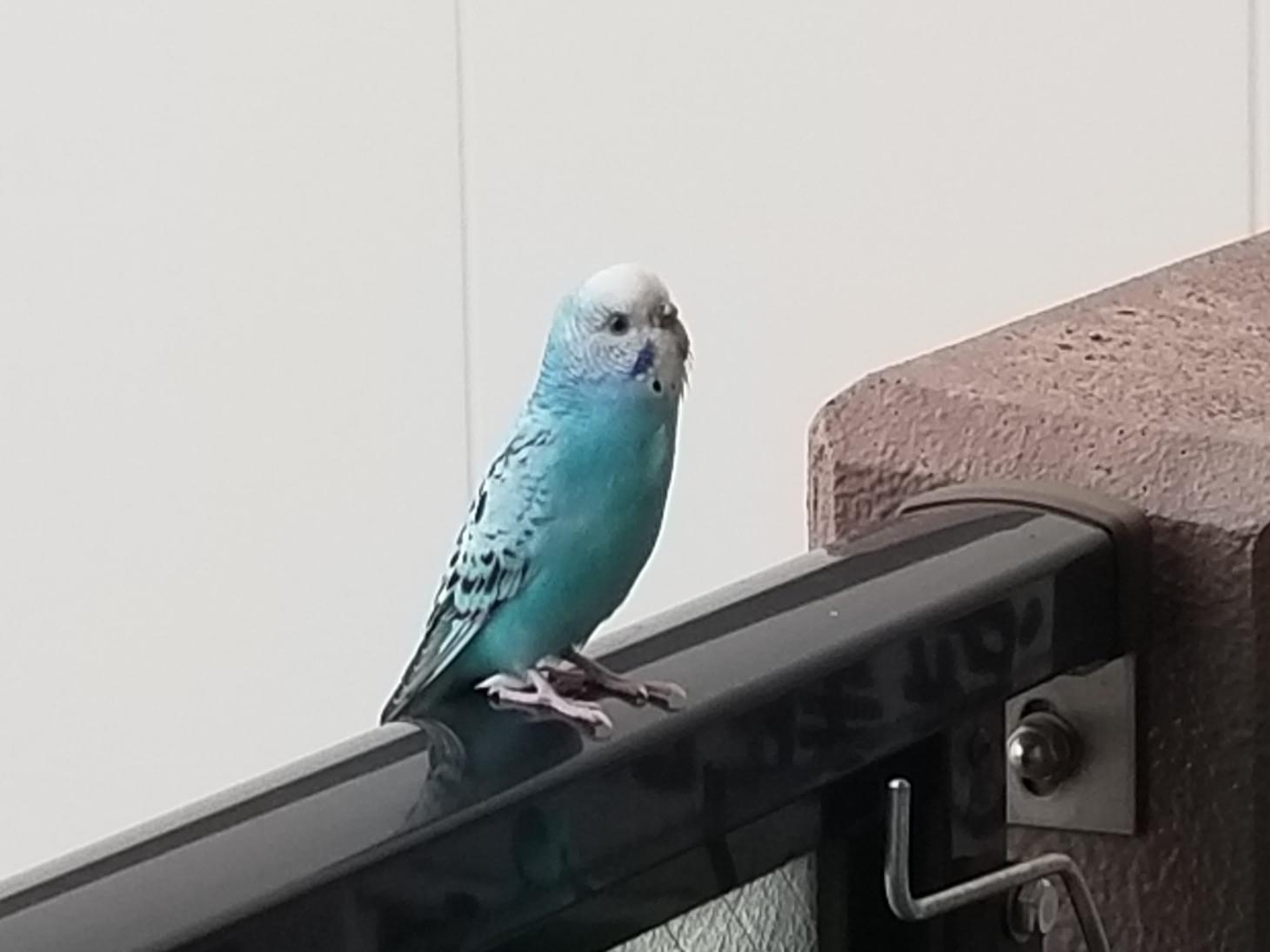 目撃された鳥 目撃された鳥