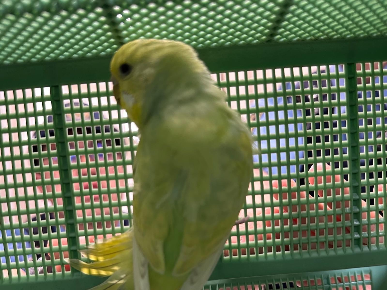 保護された鳥