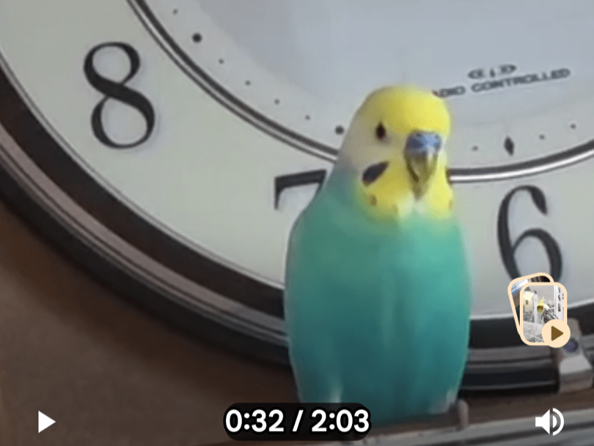 たまちゃん たまちゃん