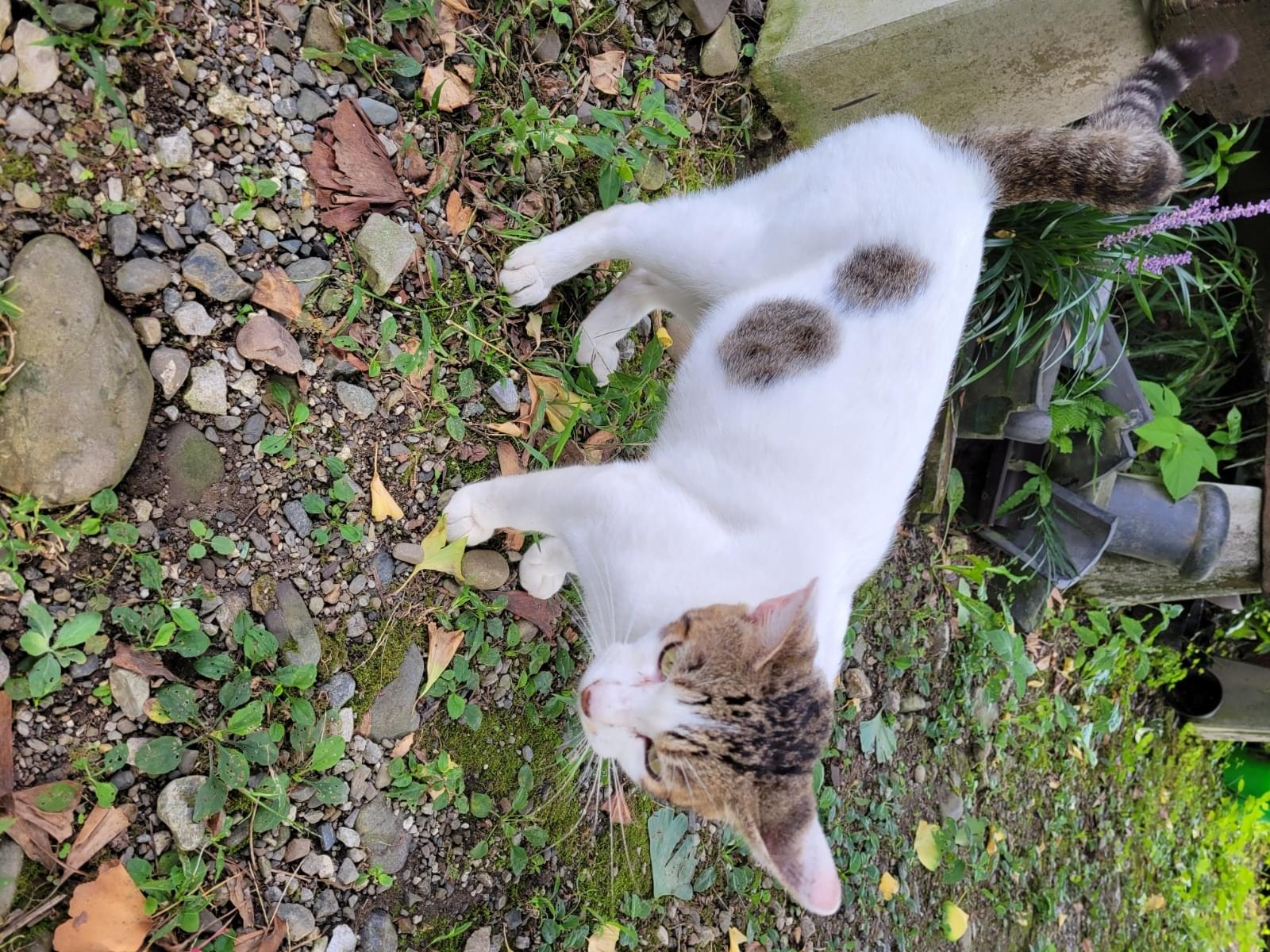 保護された猫 保護された猫